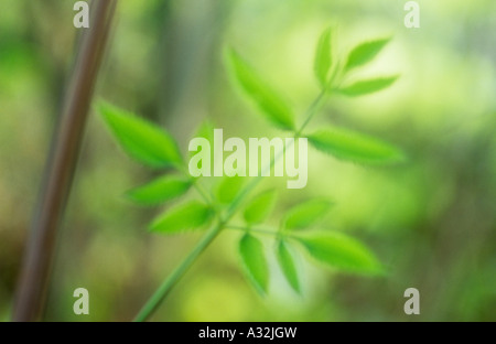 Impressionist Nahaufnahme von Stamm und junge, frische grüne Wild Angelica oder Angelica Sylvestris mit sonnigen grünen Hintergrund Blätter Stockfoto