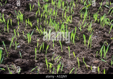 Detail von Feld enthält Zeilen mit Hintergrundbeleuchtung frischen jungen grünen Triebe der Winter Getreide Keimen im reiche braune Erde Stockfoto