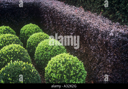 Mittelgrünes Box oder Buxus Sträucher beschnitten in niedrigen Bereichen kontrastieren mit Tiefpurpurn der Berberitze Hecke oder Berberis thunbergii Stockfoto