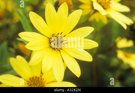 Nahaufnahme eines großen blass gelbe Flowerheads jährliche Herbers oder Arctotis Stockfoto