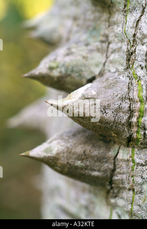 Zahnseide Silk Baum Chorisia Speciosa Dornen auf Bombacacae Verteidigung natürlicher Baumschutz dornigen Autsch Stockfoto