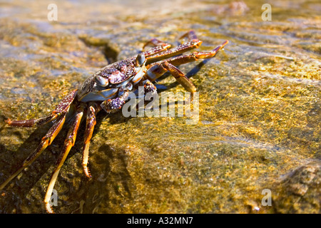 Krabbe, krabbeln über Felsen Stockfoto