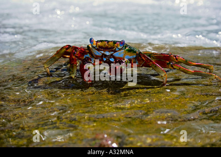 Krabbe kriechen über Rock, Aruba Stockfoto