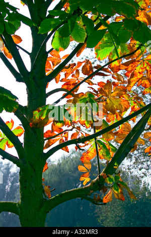 Herbst Blätter am Baum, Niederlande Stockfoto
