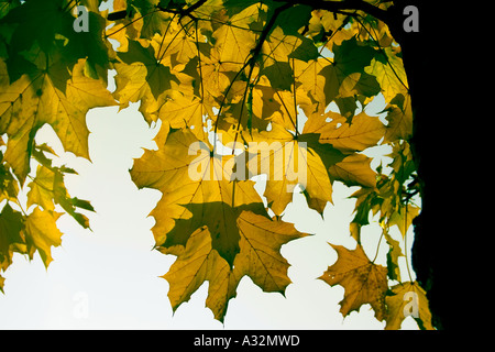 Herbst Blätter am Baum, Niederlande Stockfoto