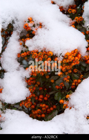 Orange Beeren der Firethorn oder holzbär mit Schnee bedeckt. Stockfoto