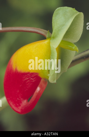 Impatiens niamniamensis (Balsam, beschäftigt Lizzie Kongo Kakadu, Papagei Impatiens oder Papageienpflanze .) Nahaufnahme der grünen gelben und roten Blume. Stockfoto