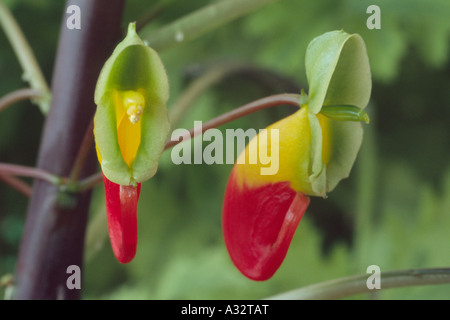 Impatiens niamniamensis (Balsam, beschäftigt Lizzie.Congo Kakadu, Papagei Impatiens oder Papageienpflanze) Nahaufnahme von grünen gelben und roten Blüten. Stockfoto