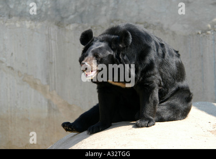 Asiatischer Schwarzbär (Ursus Thibetanus) in Moskau Zoo Stockfoto
