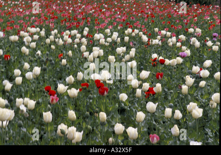 Bumper crop of opium poppies, 'Papaver somniferum'   growing in abundance in fields along the Pakistan / Afghanistan border. Stockfoto
