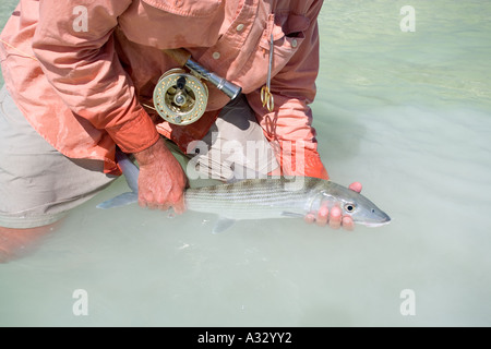 Abaco, Bahamas.  Mann, die Freigabe Bonefish erwischt beim Fliegenfischen. Stockfoto