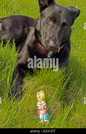 PR schwarzen Hund mit einem Schokolade Osterhasen auf Wiese Gras Stockfoto