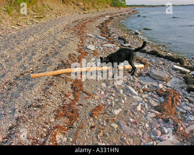 PR schwarzen Hund am Strand abrufen mit einem großen langen Stock-Protokoll Stockfoto