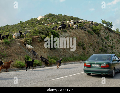 Rinder, Ziegen grasen Aegaeischen durch die Landschaft auf der Halbinsel Chalkidiki Chalkidiki Sithonia in Griechenland Stockfoto