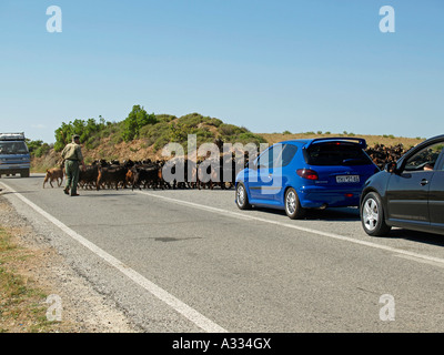 Rinder, Ziegen grasen Aegaeischen durch die Landschaft auf der Halbinsel Chalkidiki Chalkidiki Sithonia in Griechenland Stockfoto