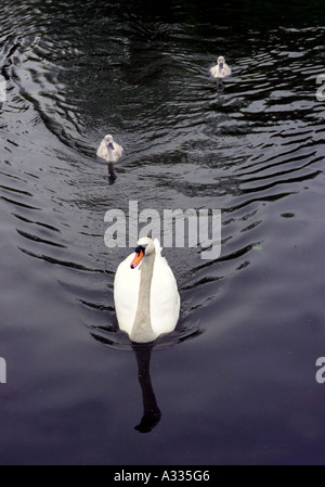 Gefolgt von ihren zwei Cygnets, die ein Mutter Schwan in den Fluss Cam in Cambridge England schwimmt Stockfoto