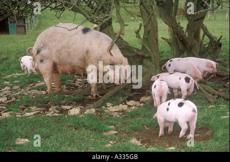 Gloucester alten Ort Schweine in Cotswold Farm Park, Guiting Power, Gloucestershire Stockfoto