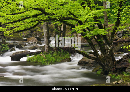 Stromschnellen, Felsen und Bäume am kleinen Fluss mit neuen Federblättern in Ästen über Tremont Bereich Great Smoky hetzen Stockfoto