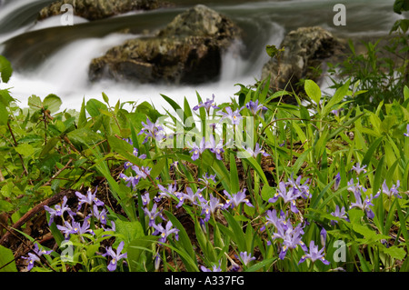 Crested Zwergiris blühen neben Stromschnellen auf Little Pigeon River Greenbrier Great Smoky Mountains Nationalpark Tennessee Stockfoto