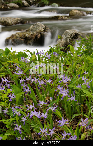 Crested Zwergiris blühen neben Stromschnellen auf Little Pigeon River Greenbrier Great Smoky Mountains Nationalpark Tennessee Stockfoto