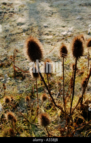 Karde gemeinsame Dipsacus fullonum Stockfoto