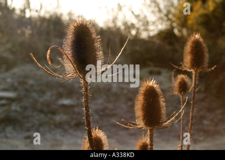 Gemeinsamen Karde Stockfoto