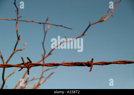 rostige Barb Wire und Buche Ast Stockfoto