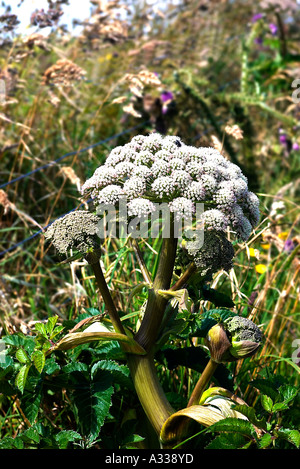 Wild Angelica Stockfoto