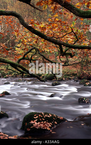 Herbst 'Fluß Rothay"zwischen Grasmere und Rydal Wasser"Lake District" Stockfoto