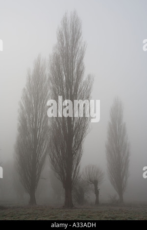 Pappeln im Nebel Fen Causeway Cambridge Stockfoto