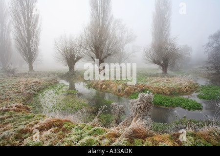 "Fen Causeway Cambridge" Weiden und Pappeln im Nebel Stockfoto