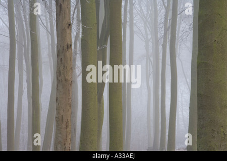 Nebligen kalten Morgen in einen Buchenwald im Winter, Baumstämme aus dem Nebel droht. Stockfoto