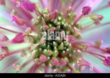 "Allium" Cristophii nach unten Stockfoto