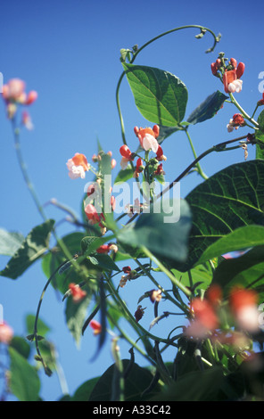 Painted Lady Runner Bean mit blauem Himmel hinter Stockfoto