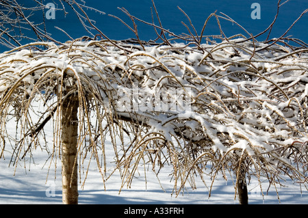 Schnee sammelt sich auf Zwerg-Kirsche und Crab Apple-Bäume im Januar Stockfoto