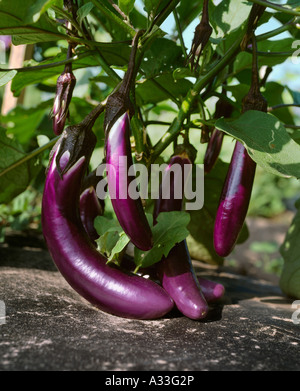 Landwirtschaft - Reifen chinesische Auberginen auf den Busch / Florida / USA. Stockfoto