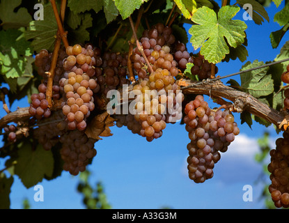 Landwirtschaft - reife Trauben von Gewürztraminer Wein Trauben am Rebstock / Sonoma County, Kalifornien, USA. Stockfoto