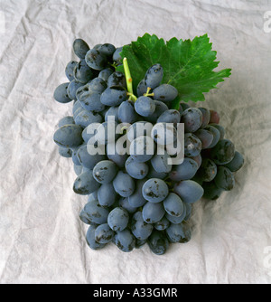 Landwirtschaft - Herbst Royal schwarz Tafeltrauben Haufen auf eine graue Leinwand / Kalifornien, USA. Stockfoto