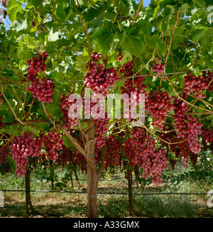 Landwirtschaft - reife Ernte bereit Trauben von Crimson kernlose Trauben am Rebstock / Kern County, Kalifornien, USA. Stockfoto