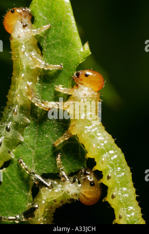 Extreme Makro Blattwespen Larven essen Rosenblätter Stockfoto