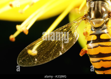 Extreme Makro von einem schweben fliegen Episyrphus Balteatus Flügel mit Pollen auf Stockfoto
