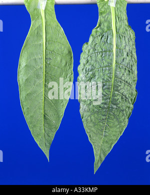 TABAKMOSAIKVIRUS (MARMOR TABACI Stockfotografie Alamy