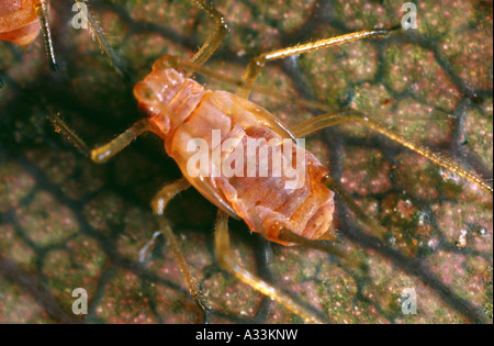 ROSIGEN APFEL BLATTLAUS (ANURAPHIS ROSEUS; DYSAPHIS PLANTAGINEA) SCHÄDLICH FÜR ÄPFEL, GETREIDE UND GRÄSER Stockfoto