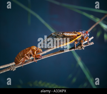 PERIODISCHE ZIKADE ODER HEUSCHRECKEN ODER 17-JÄHRIGEN ZIKADE ODER LOCUST (MAGICICADA SEPTENDECIM) LETZTEN NYMPHAL FALL Stockfoto