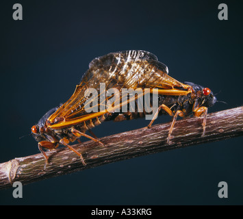 PERIODISCHE ZIKADE ODER HEUSCHRECKEN ODER 17-JÄHRIGEN ZIKADE ODER LOCUST (MAGICICADA SEPTENDECIM) ERWACHSENE PAARUNG Stockfoto