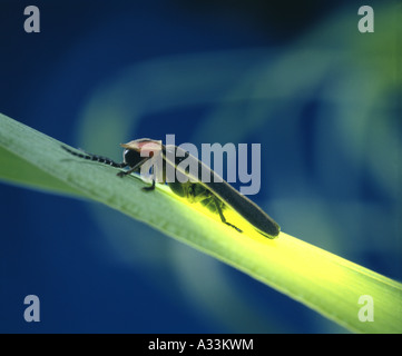 LIGHTNING BUG; FIREFLY; GEMEINSAMEN ÖSTLICHEN FIREFLY (PHOTINUS PYRALIS) ERWACHSENE ON GRASS; BIOLUMINESZENZ Stockfoto