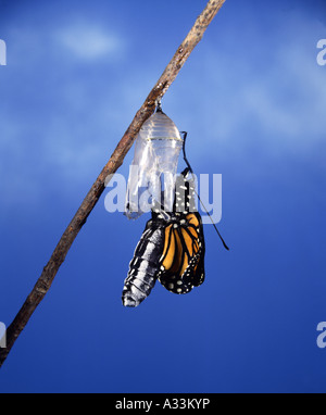 MONARCHFALTER (DANAUS PLEXIPPUS) NEU ENTSPRANG CHRYSALIS PUMPEN SEINE FLÜGEL ERWACHSENE / STUDIO Stockfoto