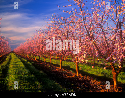 Pfirsich Obstgärten blühen in der Nähe von Yuba City, Nord-Kalifornien. Stockfoto