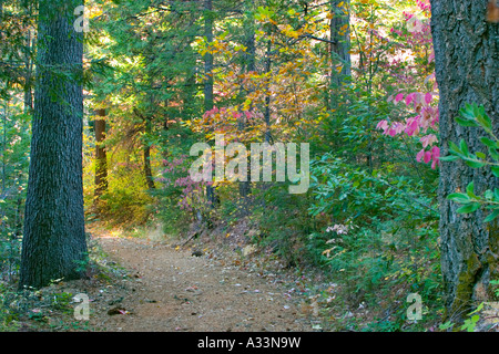 Farben des Herbstes beginnen, in den Wald in den Sierra Nevada Bergen Nordkaliforniens erscheinen. Stockfoto