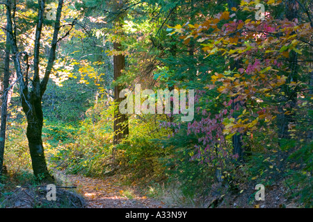Farben des Herbstes beginnen, in den Wald in den Sierra Nevada Bergen Nordkaliforniens erscheinen. Stockfoto